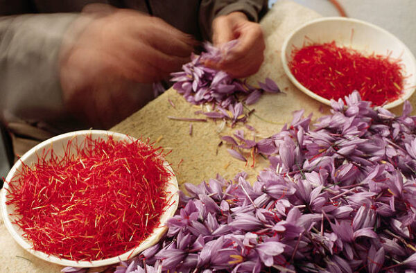 خشک کردن زعفران به روش سنتی