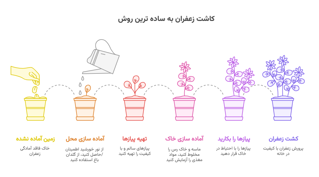 مراحل کاشت زعفران در منزل